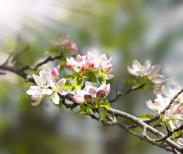 Ağaç bahar çiçekleri, çiçek açan çiçekler — Stok fotoğraf