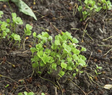 Taze organik roka bahçede büyüyen yığın lahanası
