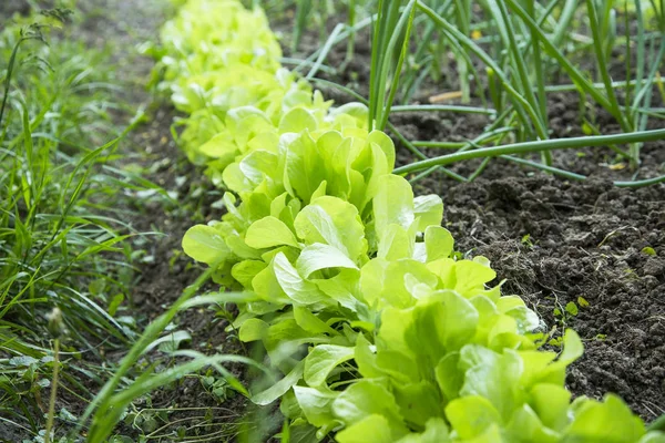 Färsk sallat som ung rad i trädgården, ekologisk sallad odling , — Stockfoto