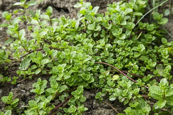 Fresh aromatic mint herb growing in the garden — Stock Photo, Image
