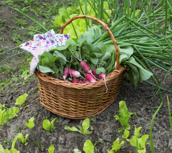 Cesto di verdure fresche biologiche in giardino con cipolla verde , — Foto Stock