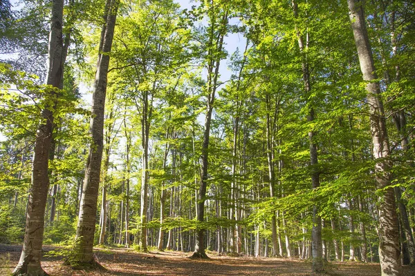 Groene natuur bos, zuurstof volledig natuurlijke aangelegde bossen met — Stockfoto