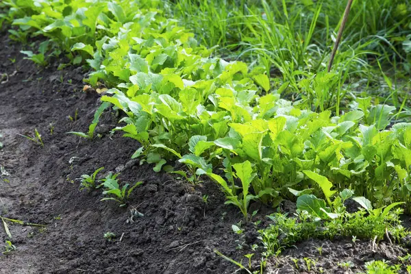 Young radish harvest row in the garden, green young leaves of ra — Stock Photo, Image