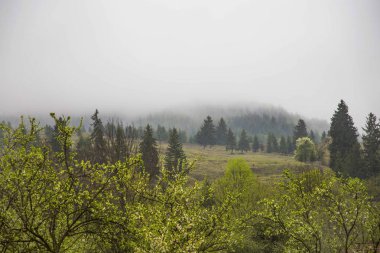 Çayır ve ağaçlar, doğa yağmurlu orman yatay