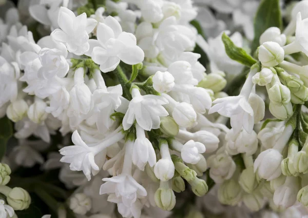 White lilac flowers.Macro view of spring white lilac flowers — Stock Photo, Image