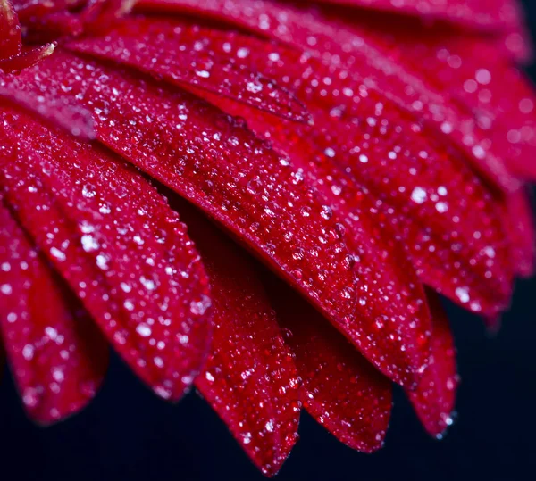 Wassertropfen auf roten Gerbera-Blütenblättern, Makroansicht — Stockfoto