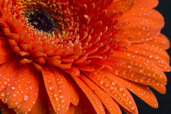 Orangefarbene Gerbera mit Wassertropfen auf Blütenblättern, Makroansicht — Stockfoto