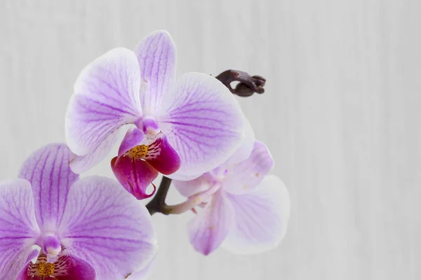 Rosa Orchideenblüten — Stockfoto