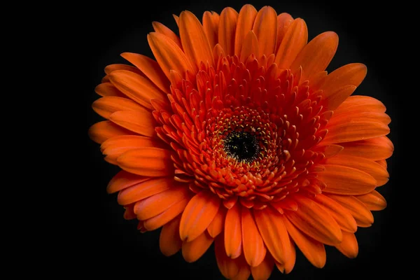 Koyu arkaplanda turuncu gerbera çiçeği — Stok fotoğraf