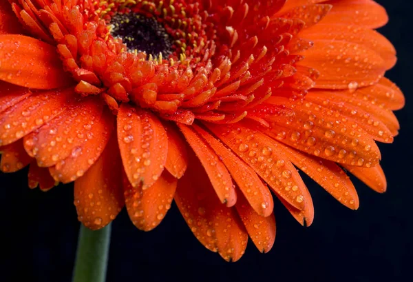 Turuncu gerbera çiçek yaprakları, makro görünümü üzerinde su damlaları ile — Stok fotoğraf