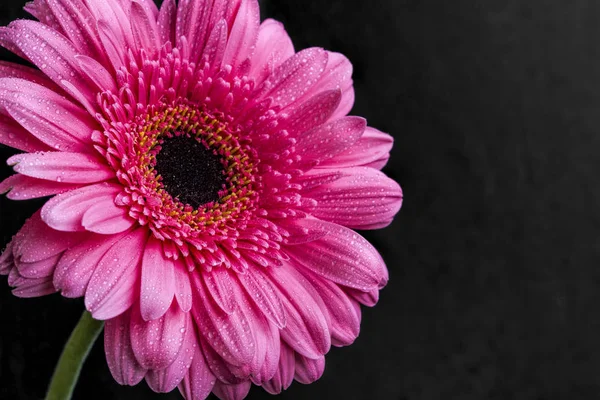 Rosa Gerbera Blume Makroaufnahme mit Wassertropfen auf dunklem Hintergrund — Stockfoto