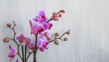 Boyalı ahşap zemin üzerine pembe orkide çiçekler