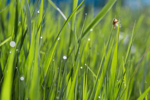Mattina rugiada nell'erba primo piano, natura luminosa acqua del mattino dr — Foto Stock