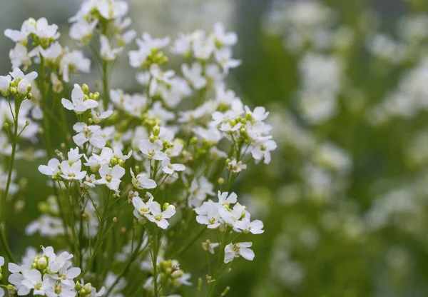 Flores de rábano, flores brancas de prado — Fotografia de Stock