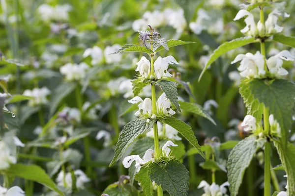 Ortiga blanca, Lamium álbum planta medicinal en el jardín — Foto de Stock