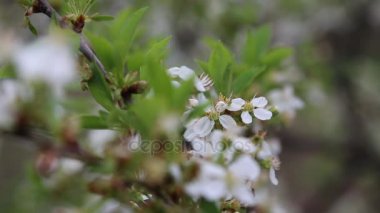 Bahar çiçeği ağaç dalları çiçekler rüzgarla hareket ile