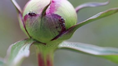 Tatlılık bir Şakayık bud toplama karıncalar