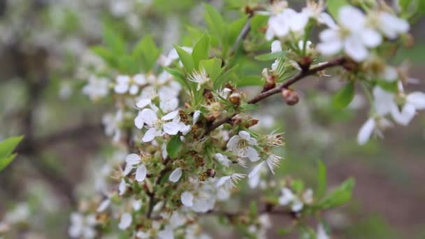 Spring blossom tree branches with flowers moving on wind — Stock Video