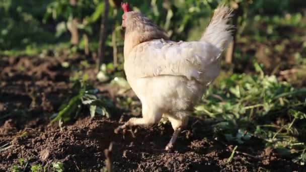 Gallina afuera comiendo hojas — Vídeos de Stock