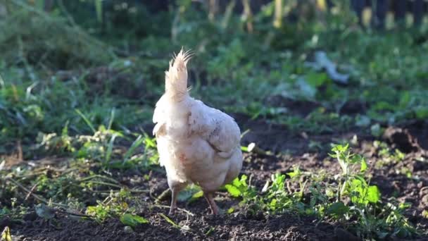 Gallina afuera comiendo hojas — Vídeos de Stock