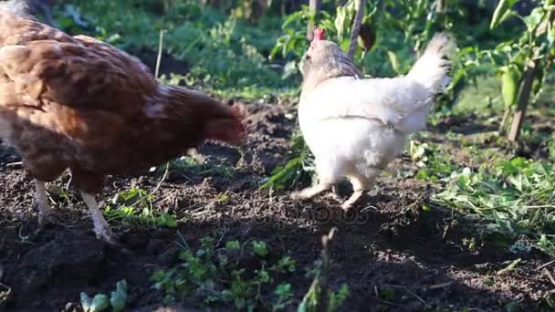 Gallinas buscando comida en el suelo afuera en el jardín — Vídeo de stock