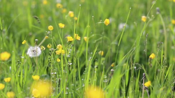 Hierba del prado y flores en la mañana moviéndose en el viento — Vídeos de Stock