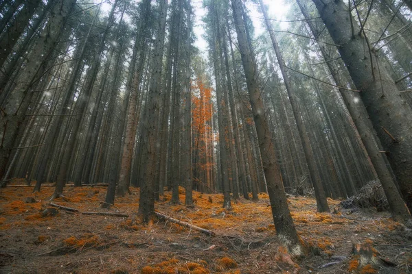 Magiska surrealistiska skogslandskapet, drömmande woods, sagoskog — Stockfoto