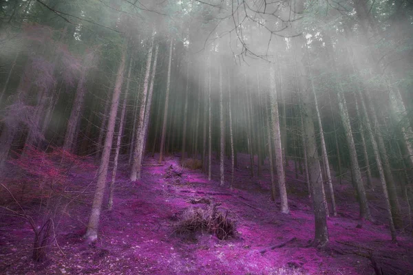 Misterioso bosque de niebla con camino mágico, sombría magia oscura por delante —  Fotos de Stock
