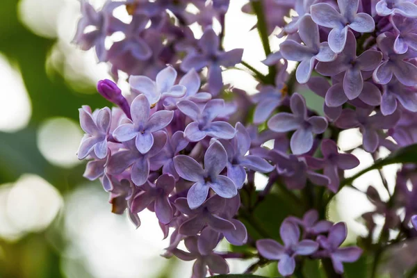 Lilac blommor i trädgården — Stockfoto