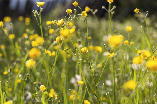 Sárga szag vadvirágok — Stock Fotó