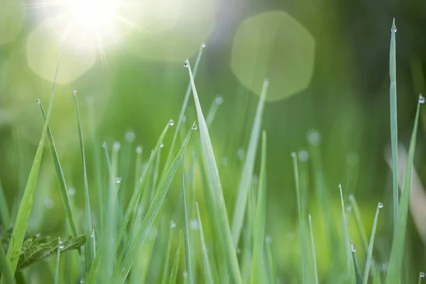 Утренняя роса в зеленой траве — стоковое фото