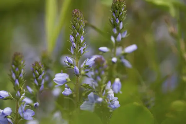 Красиві фіолетові квіти в траві, крупним планом — стокове фото