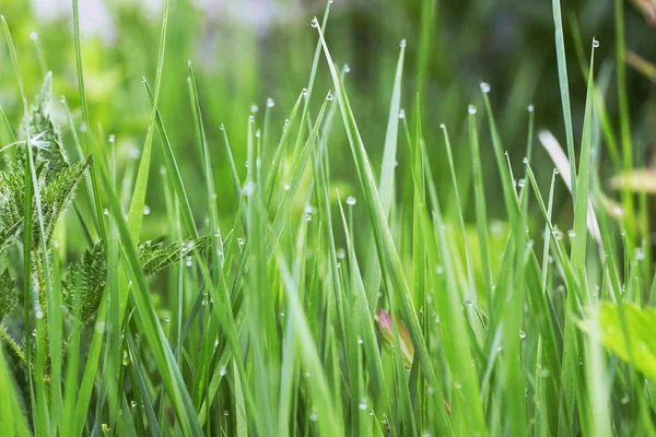 Rosée du matin dans l'herbe — Photo