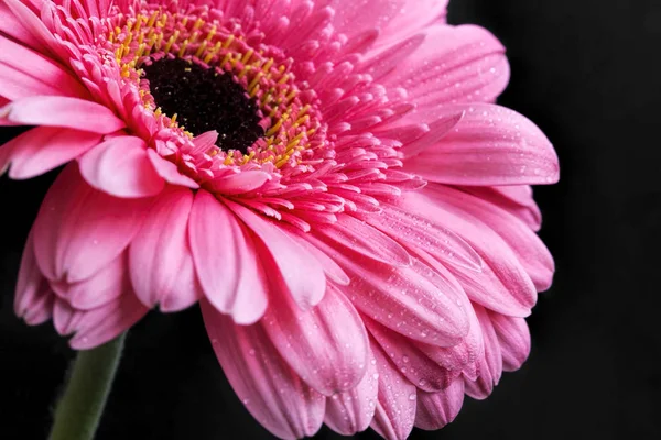 Pembe gerbera tatlı su ile yaprakları, makro çiçek ph düşer — Stok fotoğraf