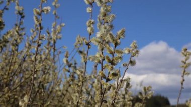 Bahar dalları Rüzgar tarafından taşındı tomurcukları ile
