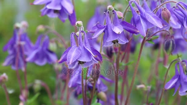 Fiori viola mossi dal vento e una piccola ape che vola — Video Stock