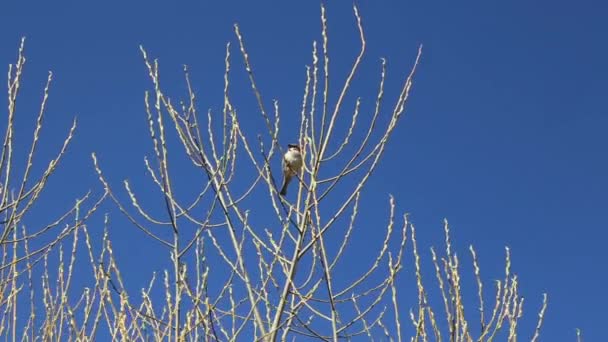 Pequeño pájaro en las ramas del árbol — Vídeos de Stock