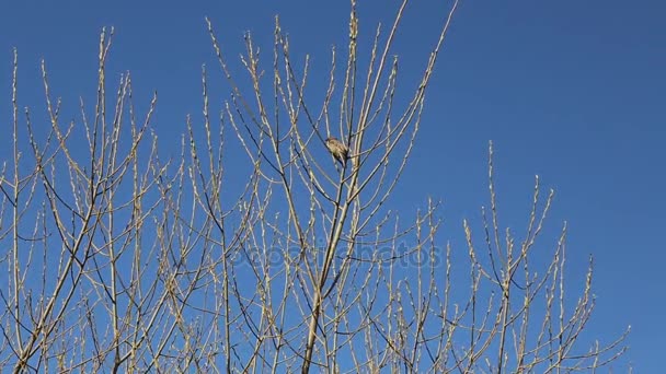 Ptáček ve větvích stromů — Stock video