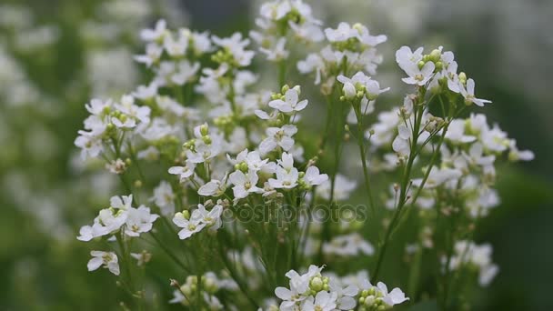 Pepparrot blommor flyttas av vinden — Stockvideo