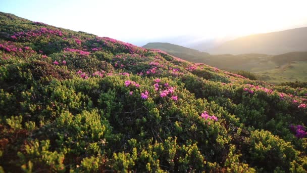 Rhododendron blüht oben im Bergtal — Stockvideo