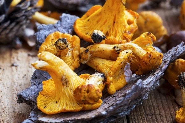 Funghi di finferli appena raccolti, funghi gialli commestibili — Foto Stock