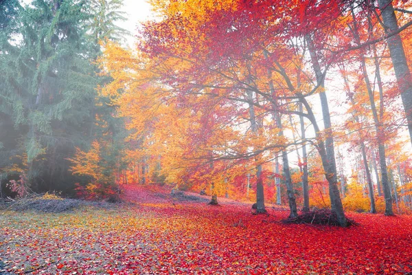 秋天的迷雾森林 — 图库照片