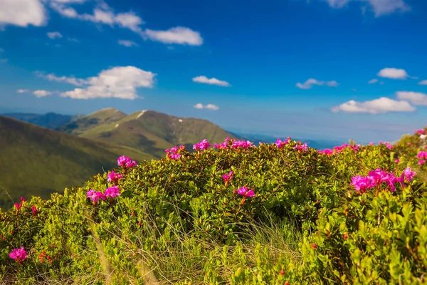 Mountain landscape valley with pink Rhododendron flowers