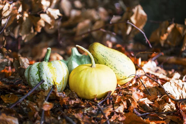 Abóboras de outono amontoado nas folhas secas, colheita de outono ao ar livre — Fotografia de Stock