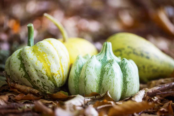 Sonbahar kabaklar yığın halinde kurutulmuş yaprakları, açık düşmek harvestin
