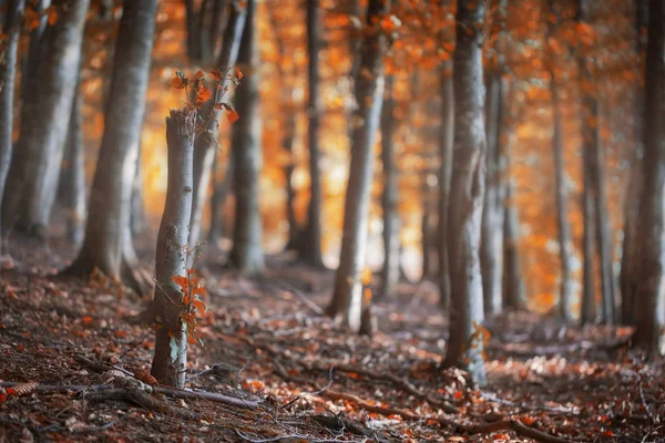 Faggio autunnale, scena autunnale con faggi con colore — Foto Stock