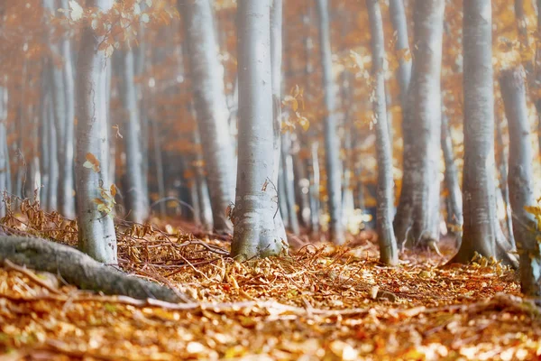 Mistige ochtend in de herfst beukenbos — Stockfoto