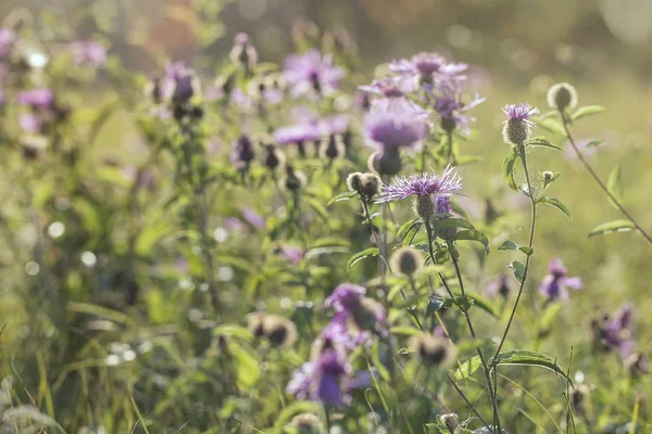 Lila äng blommor (Centaurea maculosa) på fältet i s — Stockfoto