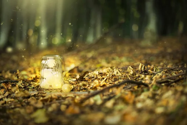Zauberhafter Märchenwald mit Glühwürmchen und einer hellen Lampe, geheimnisvoll — Stockfoto