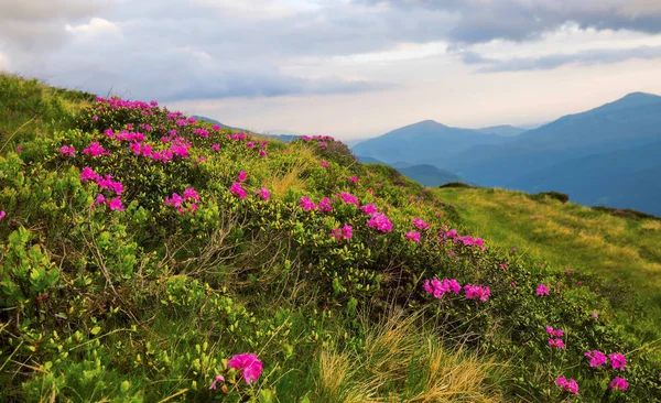 Paysage de montagne printanier avec fleurs de Rhodendron et herbe vege — Photo